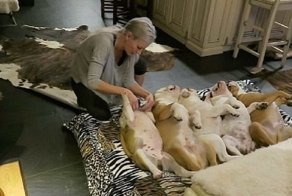 Хозяйка 18 собак делает своим бульдогам маникюр