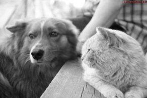 Домашние зверюги