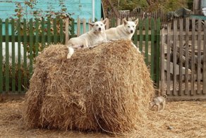 Подборка прикольных картинок