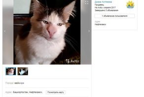 На Avito продавали отфотошопленного кота под видом «редкого трансильванского мейн-куна»