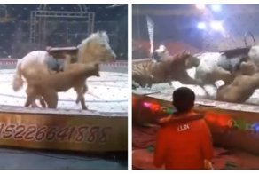 Тигр и лев напали на лошадь в китайском цирке