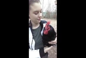 Петух встречает любимую хозяйку со школьного автобуса