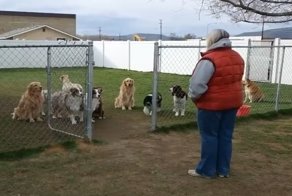 Ты не последний, а самый любимый! Пёс обиделся на свою хозяйку