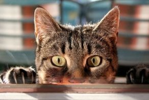 10 кошачьих секретов, о которых вы не догадывались