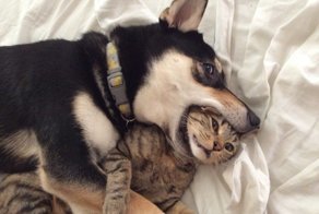 Что делают домашние питомцы, пока хозяева не видят: 23 презабавнейших фото