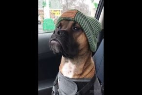 Когда ты самый стильный пёc на районе