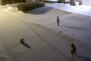 Битва взглядов совы и лисы на заснеженной пристани в Канаде 