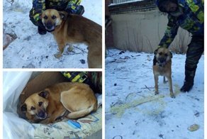 В Челябинске бездомный отказался расставаться со своим псом ради крыши над головой