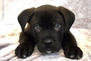 Его подарили на новый год, а затем он стал первым щенком в 2018 которого сдали в приют