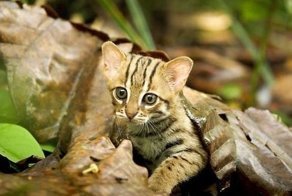 Ржавая кошка наконец-то попалась! Потрясающую красотку размером с ладонь удалось заснять в джунглях…