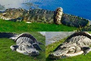 Гольфисты стали свидетелями поединка между аллигатором и тигровым питоном