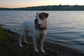 “В этом доме не будет второй “женщины”, – ругался муж… Но собака все-таки появилась