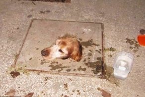 История спасения собаки, попавшей в смертельную ловушку