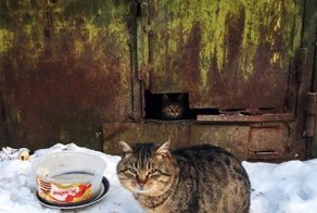 Очень колоритные уличные коты