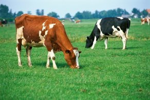 Секреты природы, которые ученые ещё не объяснили