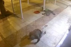 Вор очень пожалел, что не остался в этот вечер дома