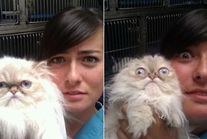 Котики, которые только что осознали, что их привели к ветеринару