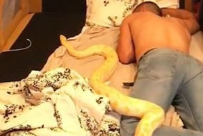 Шутники из Москвы подкинули спящим друзьям крокодила, питона и льва