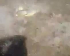 Аргентинец вышел покормить плотоядных рыбок 