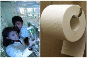 Как связана туалетная бумага и характер человека? Это и другие открытия британских ученых
