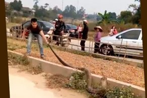 Огромная кобра стала причиной затора на вьетнамской дороге: видео