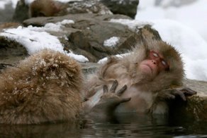 Подборка самых поразительных фотографий животных