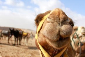 Ботоксных верблюдов выгнали с конкурса красоты