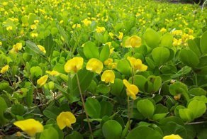 Орехи. Часть 1