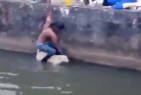 Спасение упавшей в водоем собаки