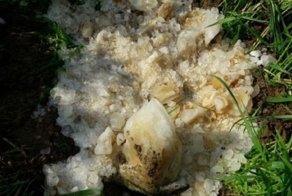 На индийскую деревню упала глыба экскрементов