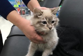 Девушка бросила в аэропорту котёнка, с которым её не пустили в самолёт