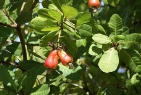 Орехи. Часть 2