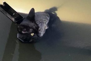 Девушка вытянула кота из реки и застыла в изумлении. К нему была привязана циркулярная пила!