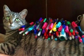 Кошки,постигшие дзен