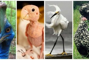 Птицы-разведёнки учат, как надо выглядеть после расставания