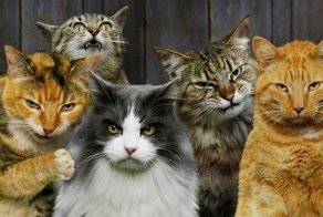 Бригады суровых котов