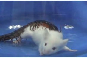 Как сколопендра справляется с живыми существами, которые превышают её в размерах