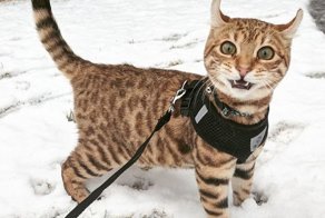 Забавные фотографии животных, которые в первый раз увидели снег