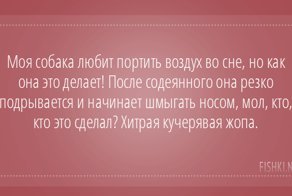 Пользователи интернета поделились забавными историями, которые произошли с их собаками