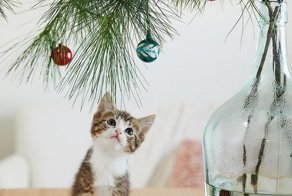 Дед Мороз для взрослых