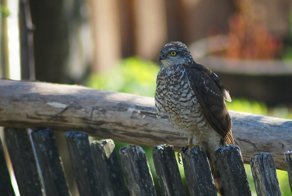 Птицы реки Хома. Ястребы, кулики, лунь и другие