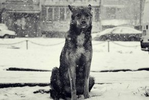 Всё началось с того, что на нашей помойке поселился бродячий пёс