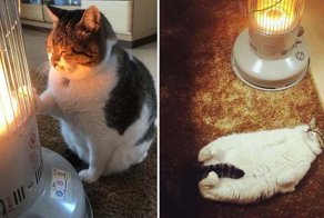 Веселые фотографии кота, влюбившегося в обогреватель