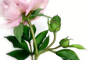 Пион ручной работы