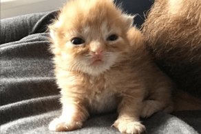 Красавица из коробки! Испуганную малышку подкинули в зоомагазин. Она почти не дышала!