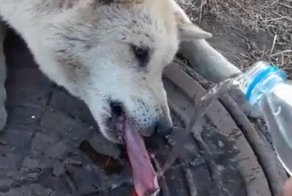 Неравнодушный прохожий спас собаку, примерзшую языком к канализационному люку