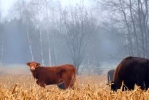 Безбашенная бурёнка взяла судьбу в свои копыта и сбежала на волю