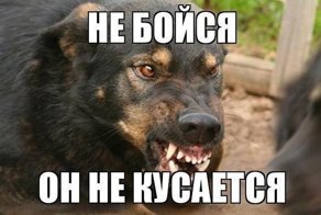 О бродячих собаках