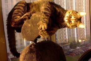 Пластилиновые коты