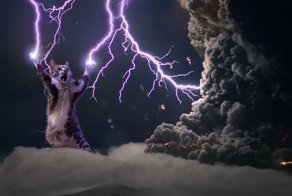 Самые легендарные коты в истории человечества